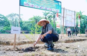 Bupati Lakukan Penanaman Jagung Program Kodim 0117/Aceh Tamiang
