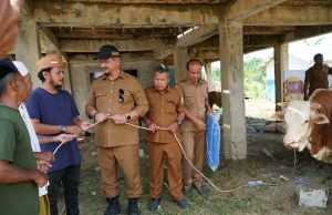 Bantuan Presiden RI Dua Ekor Sapi Diserahkan Oleh Bupati