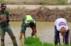 Koptu Fauzi Langsung Terjun Membantu Petani Cabut Bibit Padi Yang Siap Tanam.
