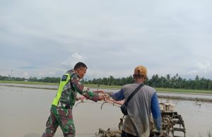 Babinsa Juga Bisa Bajak Sawah Seperti Petani.