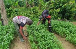 Serda Aprian Babinsa Koramil 06/Manyak Payed Bantu Perawatan Tanaman Kangkung Milik Warganya.