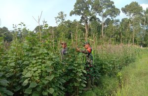 Babinsa Koramil 08/Rantau Serma Wakidi Desa Suka Rakyat Bantu Petani Rawat Tanaman Mentimun
