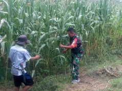 Serda Agus muliono Babinsa Koramil 08/Rantau Lakukan Pantau Pertumbuhan tanaman jagung