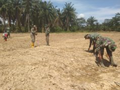 Mendukung Ketahanan Pangan Nasional, Anggota Kompi Produksi Kodim 0117/Aceh Tamiang Tanam Jagung.